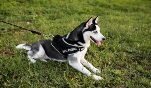 Read more about the article Why Use Dog Harness for Pets