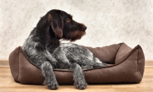 How to Choose the Perfect Dog Bed