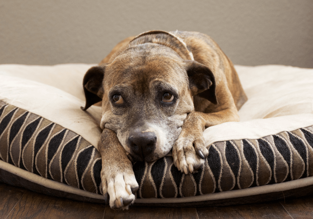 Buy Dog Beds Online