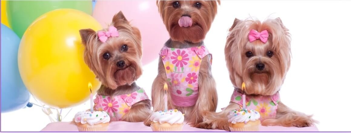 dog-dress