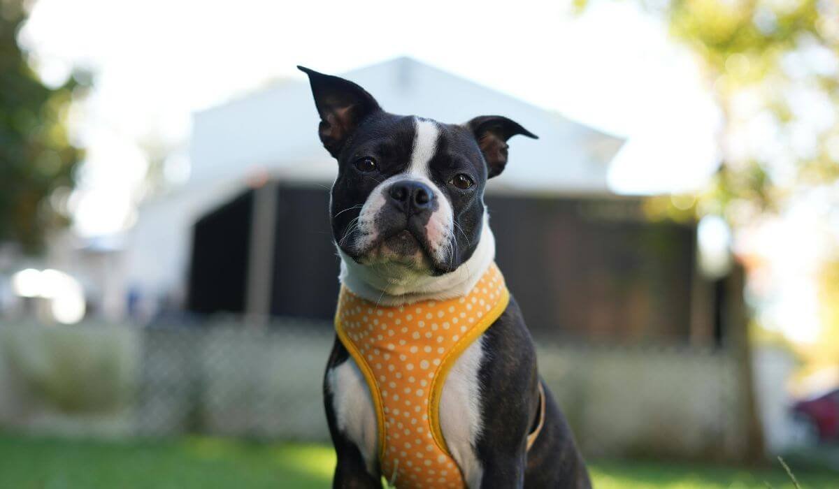 dog-harness-and-belt Online in India