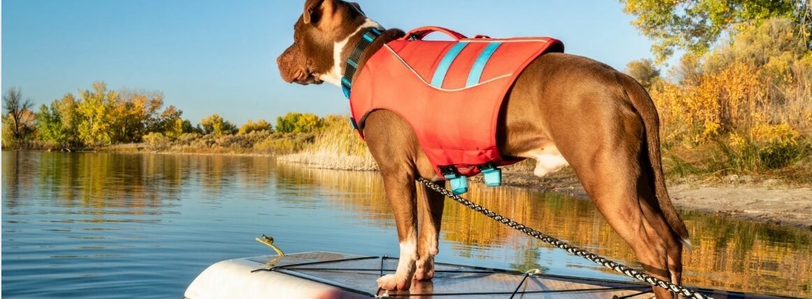dog-jackets