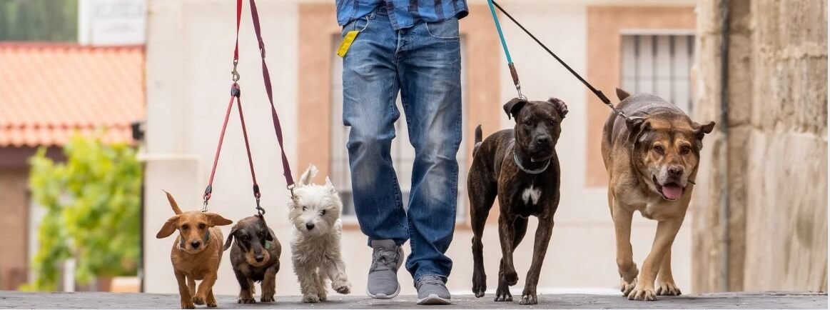 dog-leash