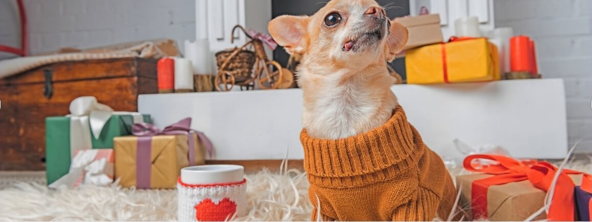 dog-sweater