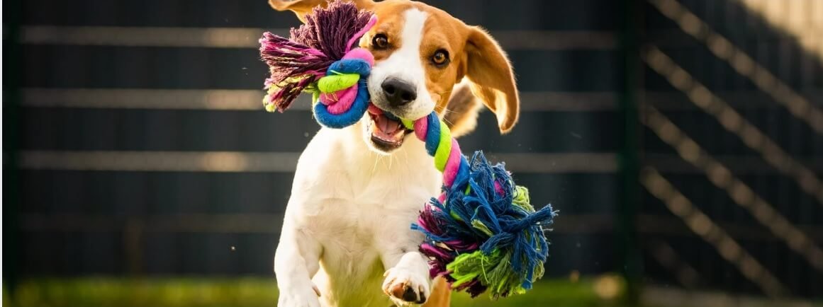 dog-toy